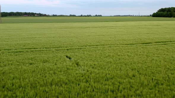 drone shot of deer running in a field