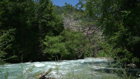 Mountain river in summer green forest