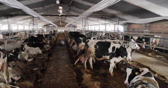 Keep Cows On The Farm In Inappropriate Conditions. Dirty Cow Farm