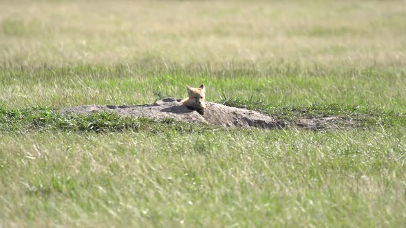 Young fox sitting on den in grassy field