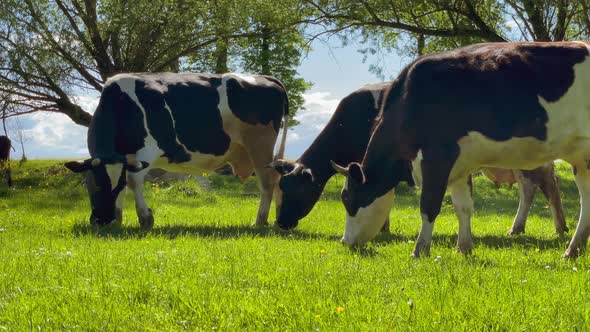 Slow Motion Amazing Milk Cows on the Beautiful Meadow