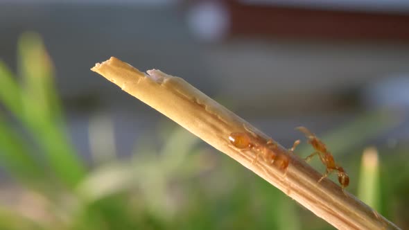 Red ants climbing a small blade of grass.