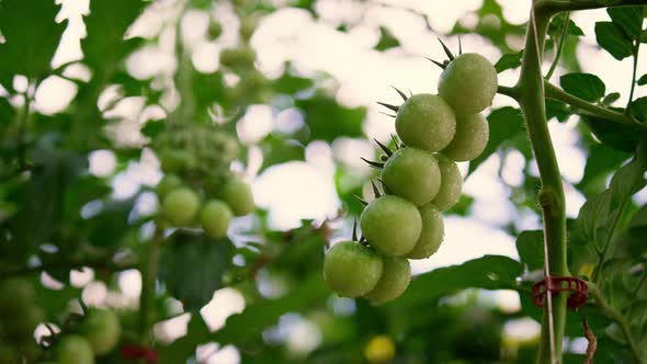 Green Cherry Tomato Hanging Stem Plant at Vegetable Plantation