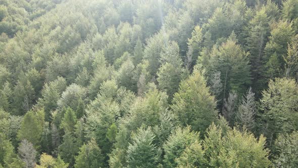 Trees in the Mountains Slow Motion. Aerial View of the Carpathian Mountains in Autumn. Ukraine