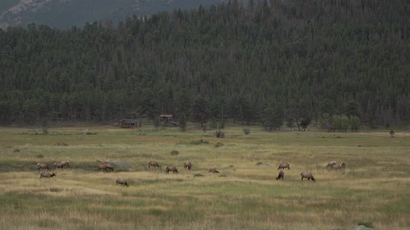 Heard of elk in field