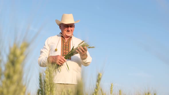 A Farmer in an Embroidered Shirt and Hat Stands in the Middle of a Field and Holds Ears of Wheat