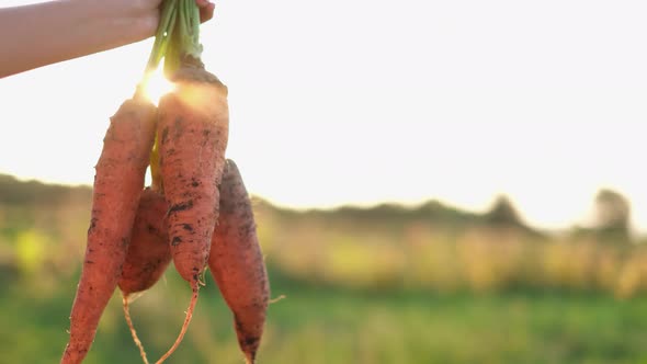 Farmer's Hand Holding a Bouquet of Fresh Vegetables in the Autumn Garden Outdoors