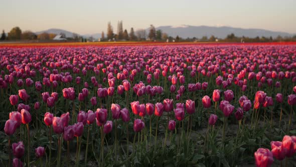 Pushing into a field of pink tulip flowers