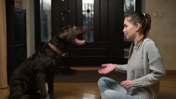 Young woman throws a treat to her dog. Dog training at home