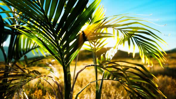 Sunlight Through the Leaves of Palm Trees