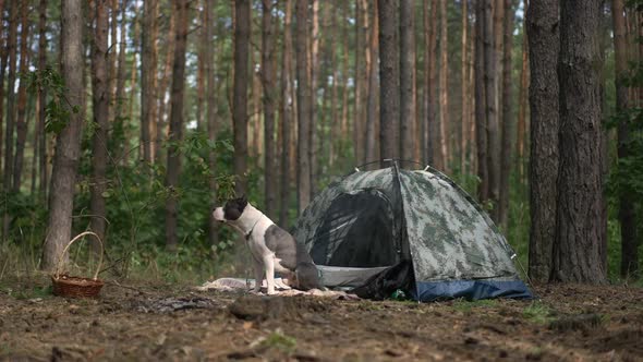 Wide Shot Dog Sitting at Tent in Forest Greeting Woman Approaching in Slow Motion Talking