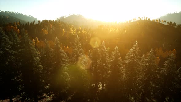 Aerial Drone View Flight Over Pine Tree Forest in Mountain at Sunset