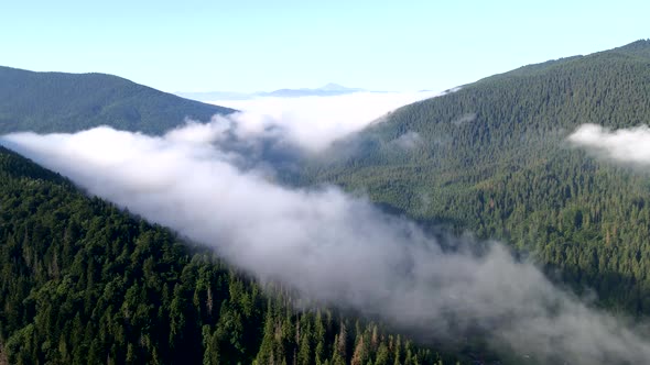 Aerial View Above the Clouds Mountains Range Covered with Pine Tree Forest