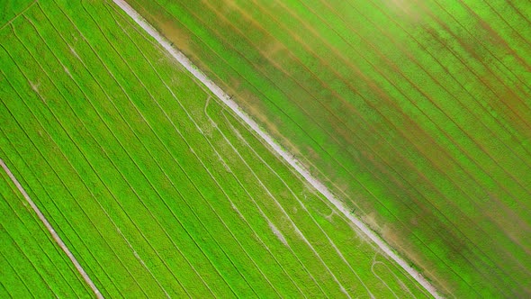 Drone flying over the beautiful rice field scenery. nature green pattern