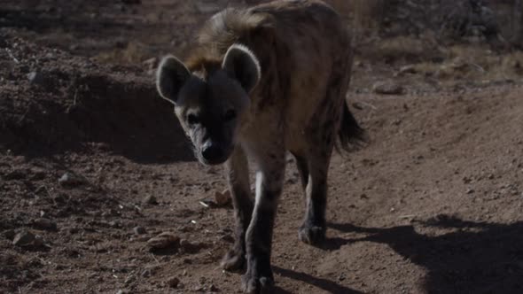 Hyena pensive walking down dirt road