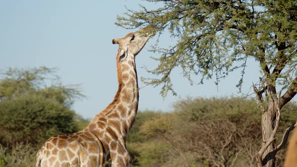 Giraffe Eating in Early Morning Light