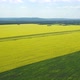 Aerial View Mustard Flowers - VideoHive Item for Sale
