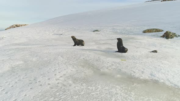 Fur Seal Family Run on Snow Surface