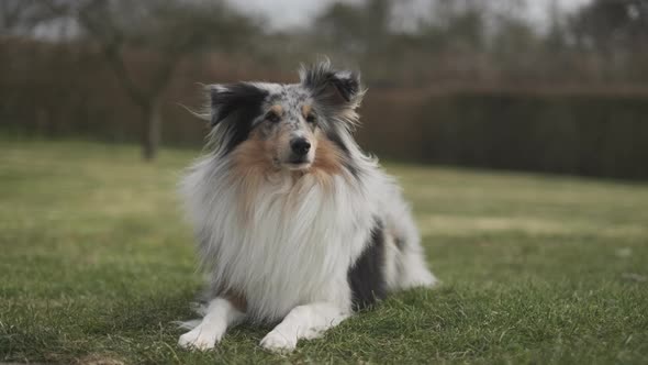 Cute Dog in the Backyard with Its Fur Being Blown By Wind