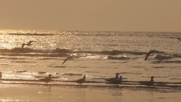 Seagulls flying over the sea shore at golden hour sunset slow motion