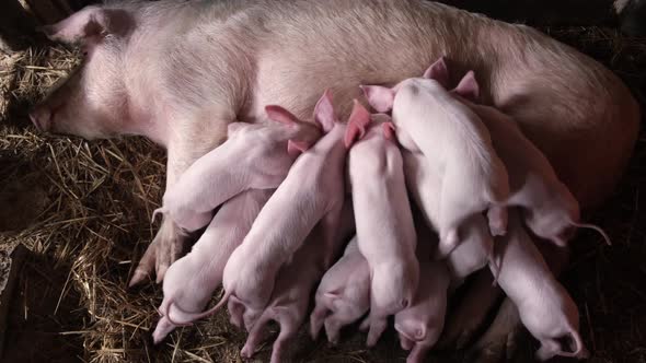 A Large Group of Hungry Piglets That Quickly Suck Milk From Sows