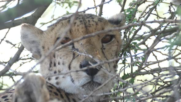Cheetah close up while resting under bushes 