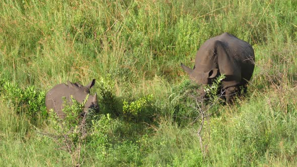 Rhino and her young grazing