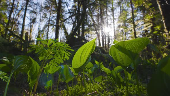 Fresh Green Leafs Monocots are Growing in the Rain Forest