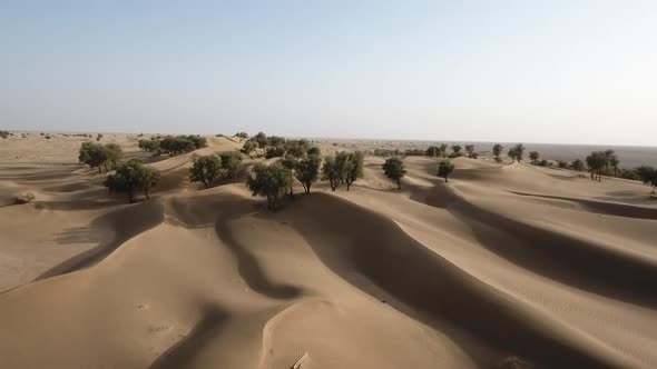 Hema Desert, Trees, Drylands And Red Dunes, Sultanate Of Oman
