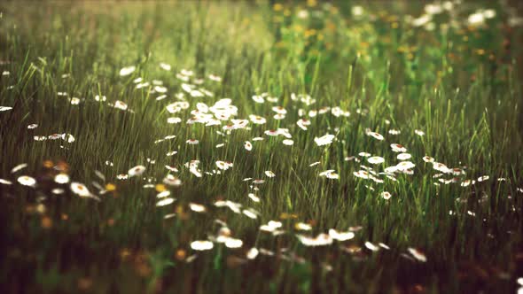 Field with Green Grass and Wild Flowers at Sunset alt