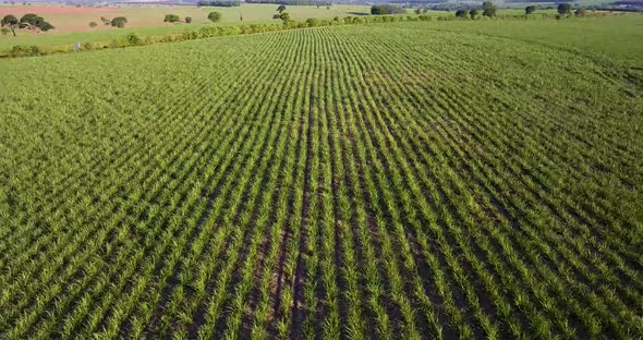 Sugar cane plantation at sunset in southeastern Brazil. Aerial view travelling