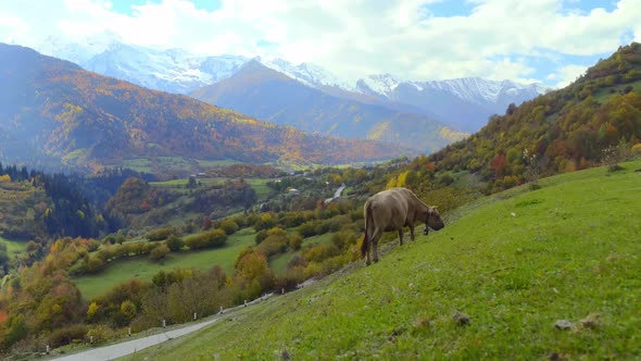 A black cow looks into the camera. mountains in Georgia, in Svaneti,