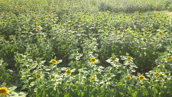 green fields sunflowers