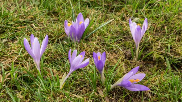 Crocus Flower Blooming in Green Spring Meadow