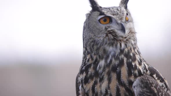 Eagle owl on bright sky background