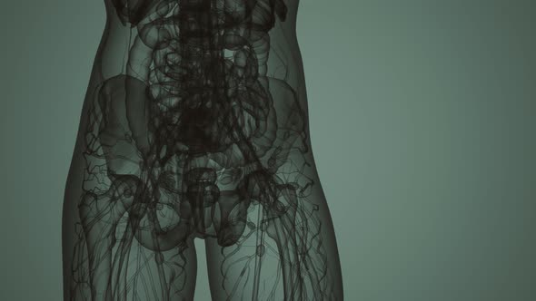 3D MRI Woman Body Scan