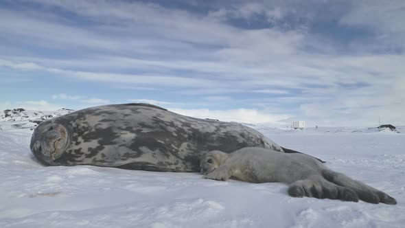 Seal Family Resting on Snow Land. Antarctica.