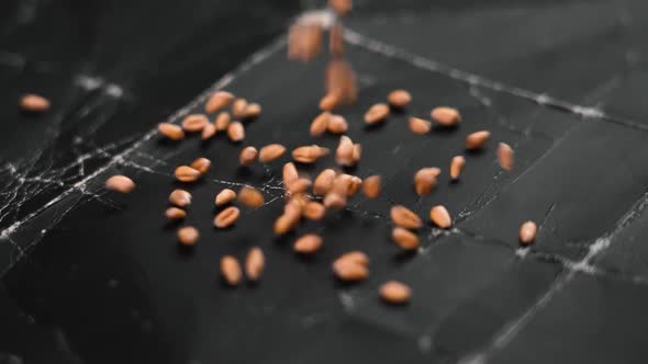 Falling wheat seeds on black grunge paper in slow motion
