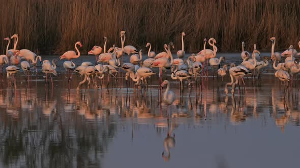 Greater Flamingos, Phoenicopterus roseus,Pont De Gau,Camargue, France