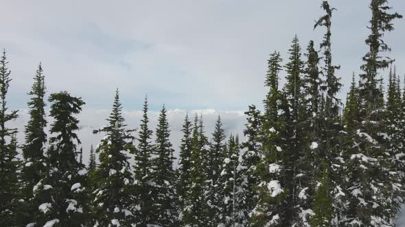 Snowy Forest on Top of the Mountains in Winter During Sunny Morning