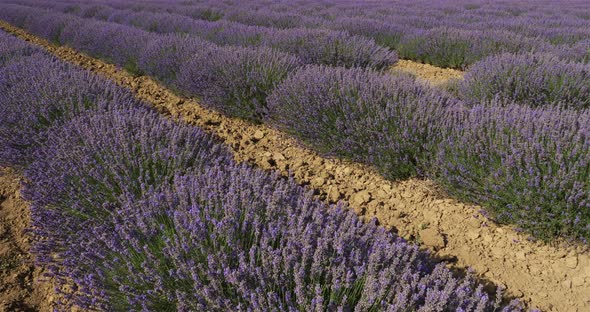 Field of lavenders, occitanie, France