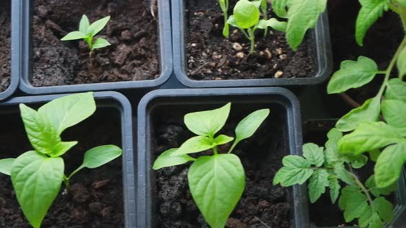 Cultivation of Vegetables Seedlings Growing in Pots on Windowsill