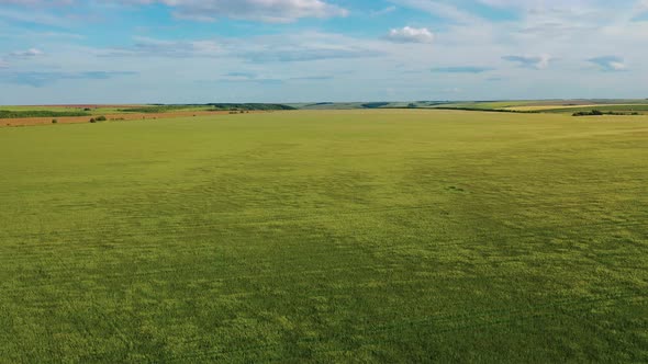 Infinity Barley Field