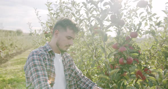 the Farmer Approaches the Red Apple Tree and Analyzes It Looking at the Fruit