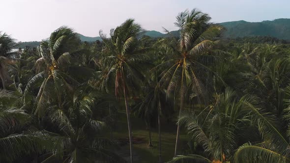 Aerial flight Close Up and over Palm trees with mountains and sea view along the coast