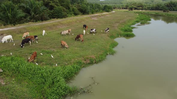 Cows and egret grass live at green field