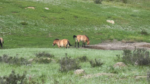 Wild Przewalski's Horses in Real Natural Habitat Environment in The Mountains of Mongolia