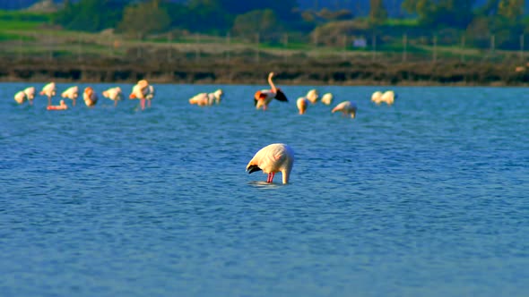 Flamingo Lake Nature Wildlife Water Wild Pink Bird Animal