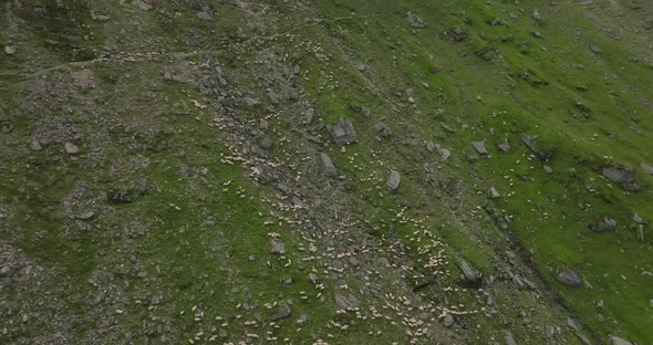 sheep on hillside of mountain, aerial view