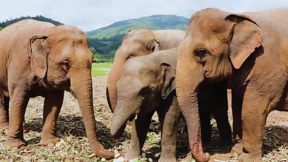 Amazing shot of an elephant family all eating fruit together.